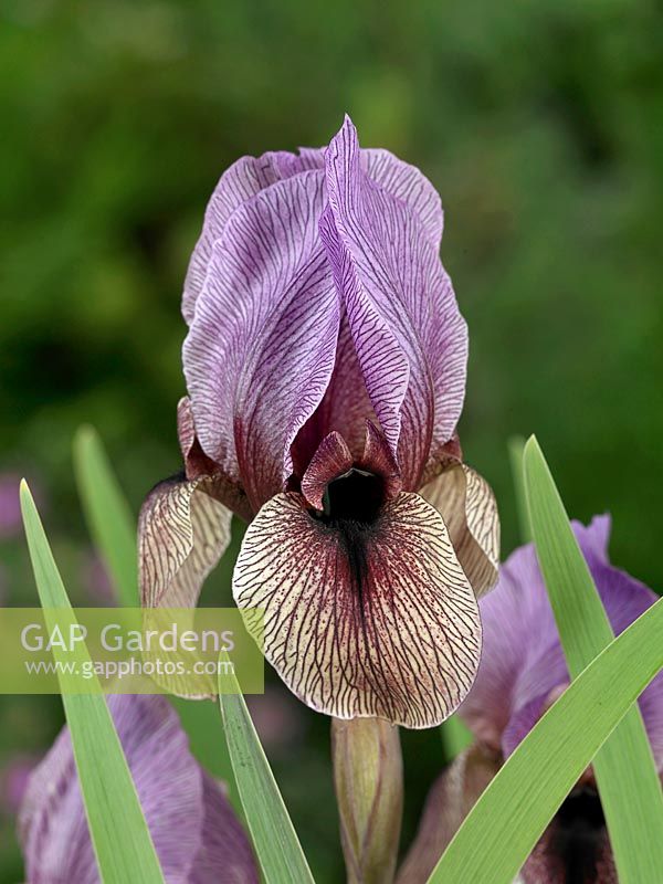 Iris hollandica Juno Dardanus