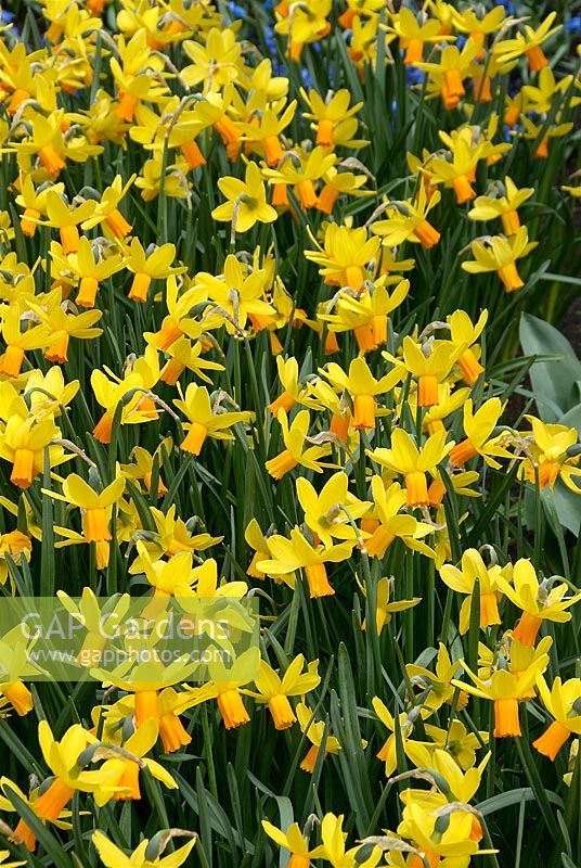 Narcissus cyclamineus Itzim