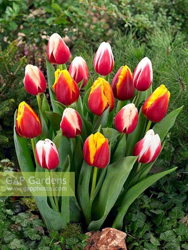 Tulipa Triumph mixed colours