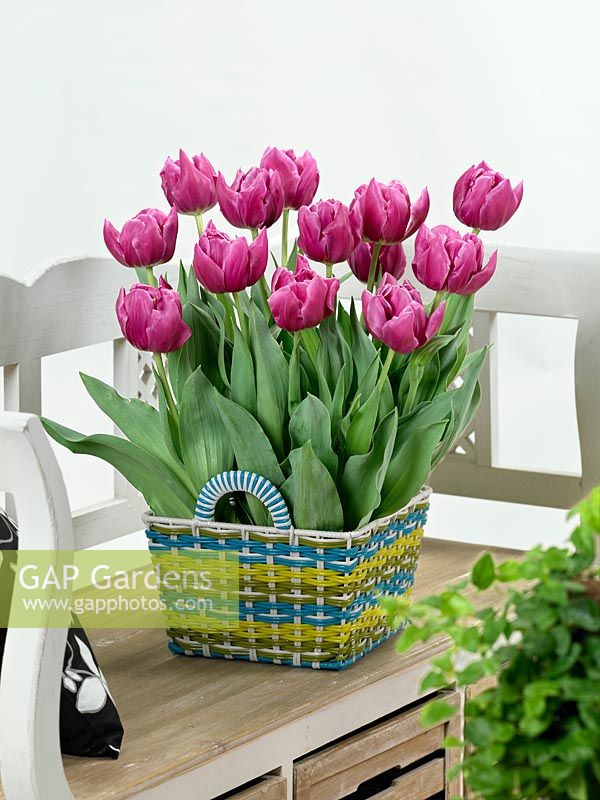 Tulipa Double Late Double Princess in basket