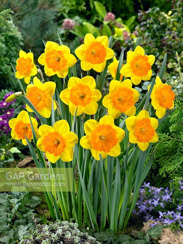 Narcissus Large Cupped Sunlover