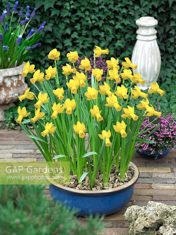 Narcissus cyclamineus Alliance in pot
