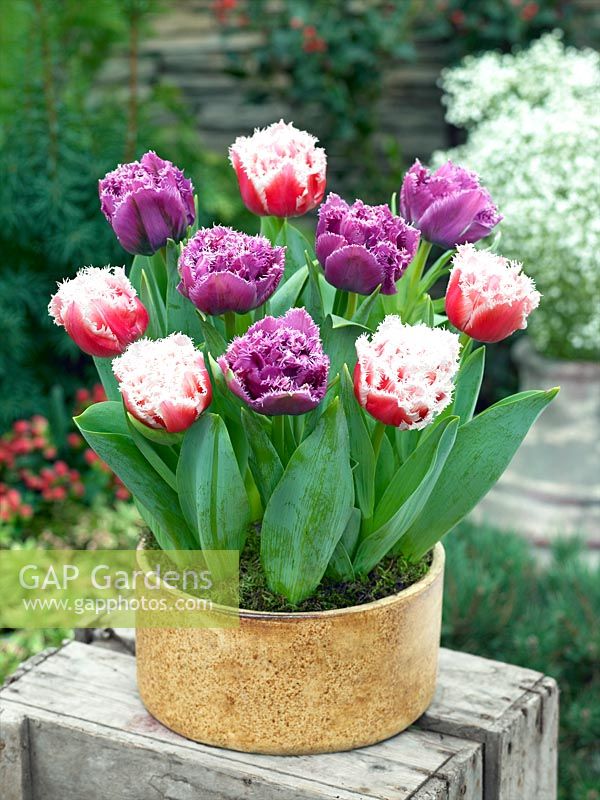 Tulipa Cripsa Queensland and Matchpoint in pot