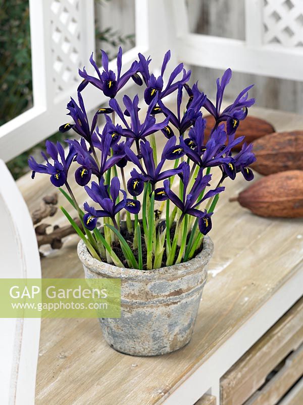 Iris reticulata Violet Beauty in pot