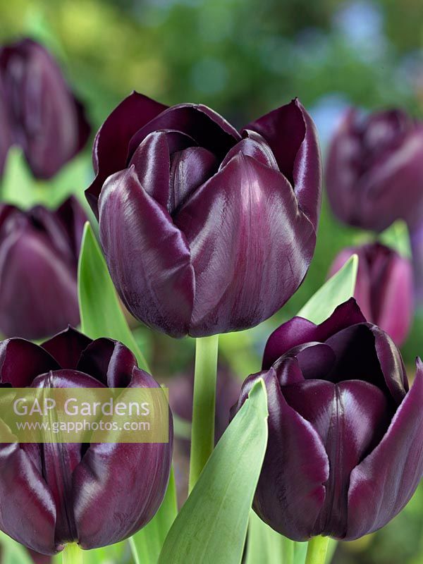 Tulipa Triumph Supri Blacky