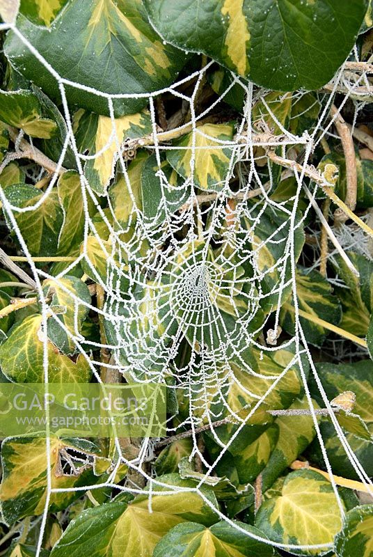 Spider web with rime