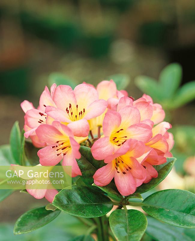 Vireya Rhododendron Kisses
