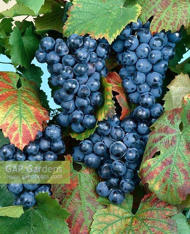 Vitis vinifera subsp. vinifera Alphonse Lavalee