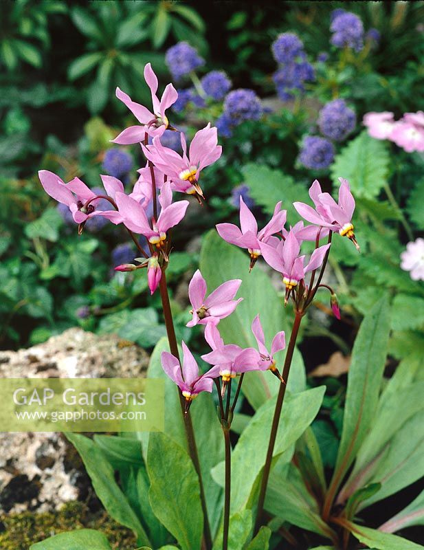 DODECATHEON MEADIA LILAC