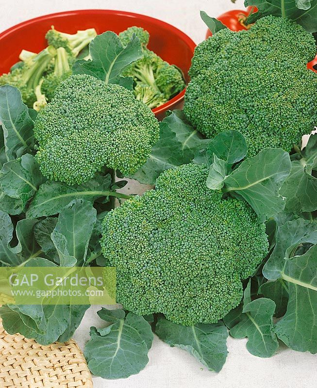 Brokkoli - Brassica oleracea var. italica Corvet