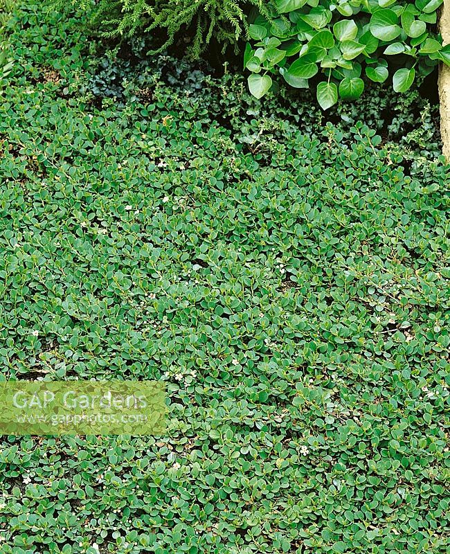 Cotoneaster dammeri Evergreen