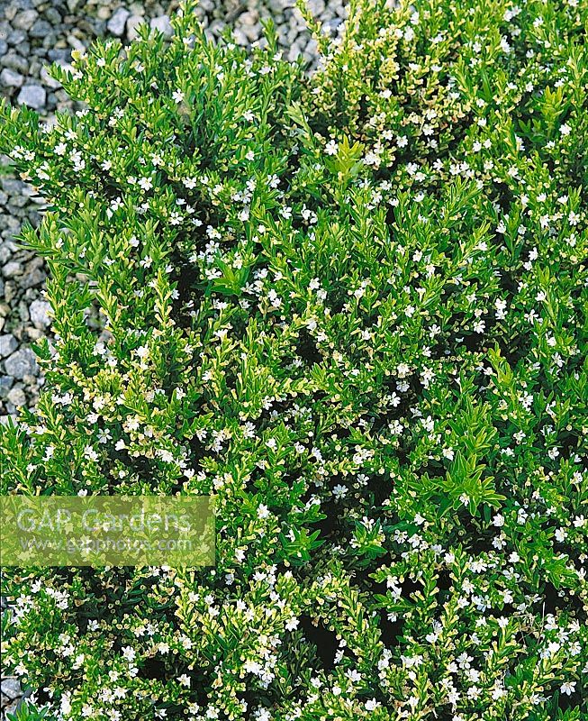 Cuphea hyssopifolia White's
