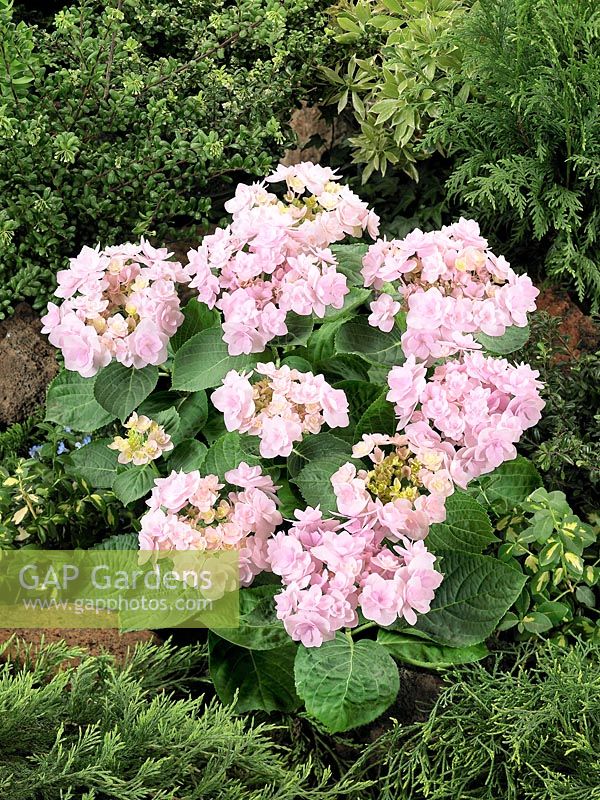 Hydrangea macrophylla YOU-ME® Forever Rose