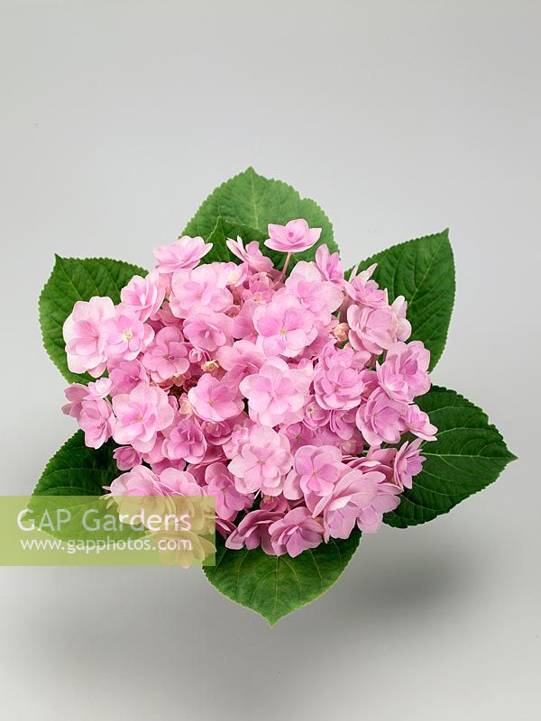 Hydrangea macrophylla YOU-ME® Passion Rose
