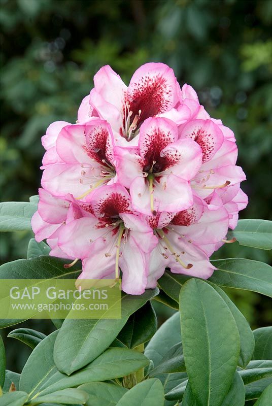 Rhododendron Hybride Cassata