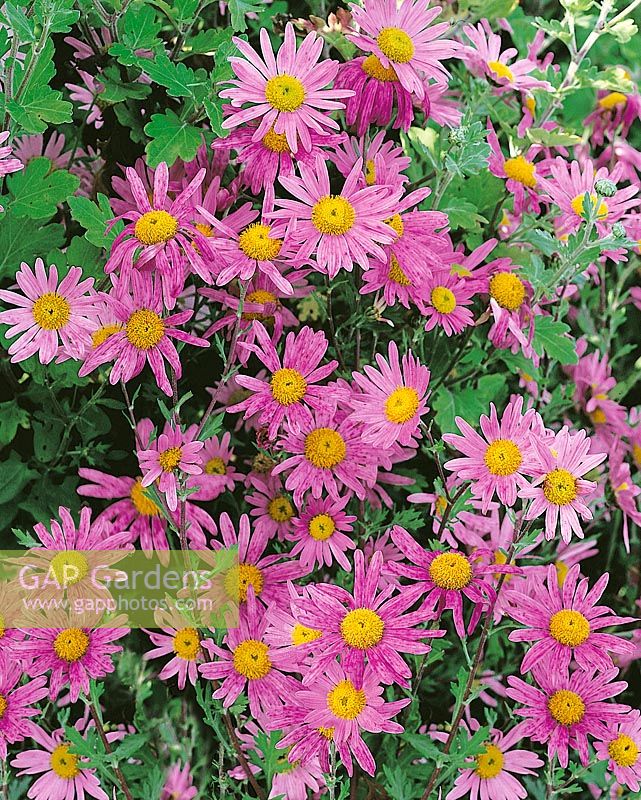 Chrysanthemum Clara Curtis