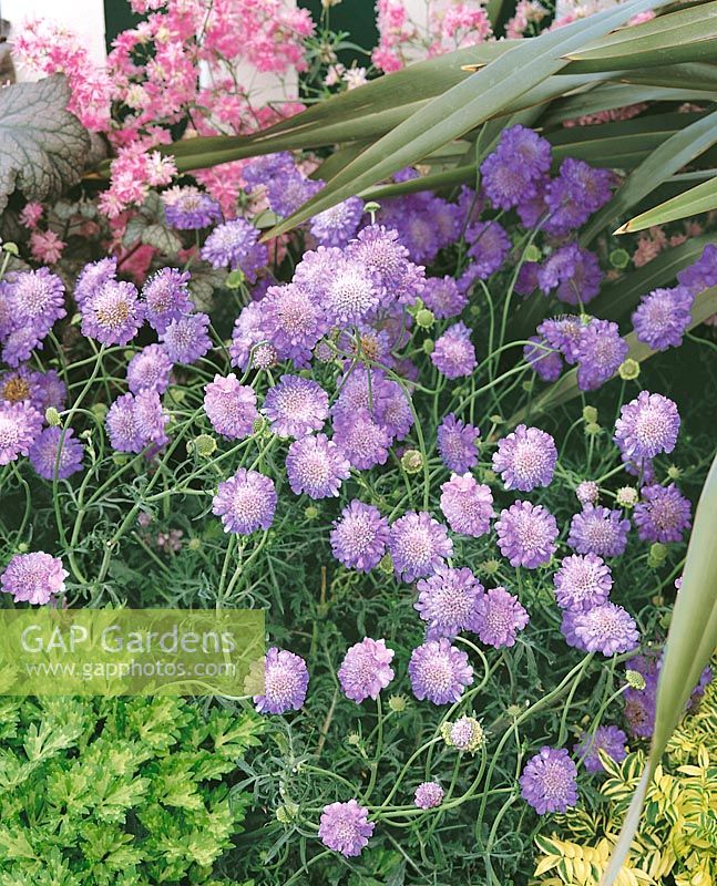 Scabiosa columbaria Butterfly Blue
