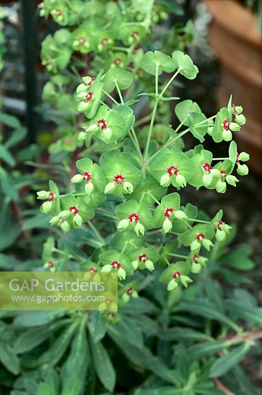 Euphorbia Redwing