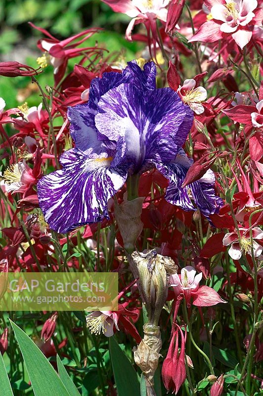 Iris x germanica Batik