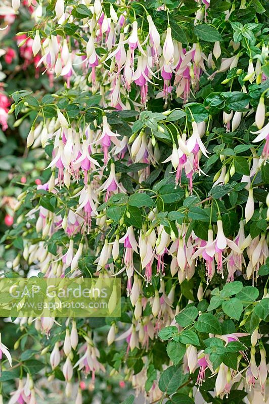 Fuchsia Plants for Sale - Buying & Growing Guide - Trees.com