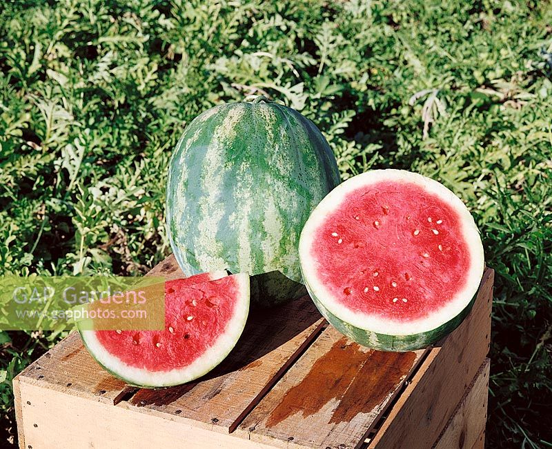 Wassermelone-Citrullus lanatus TREASURE CHEST