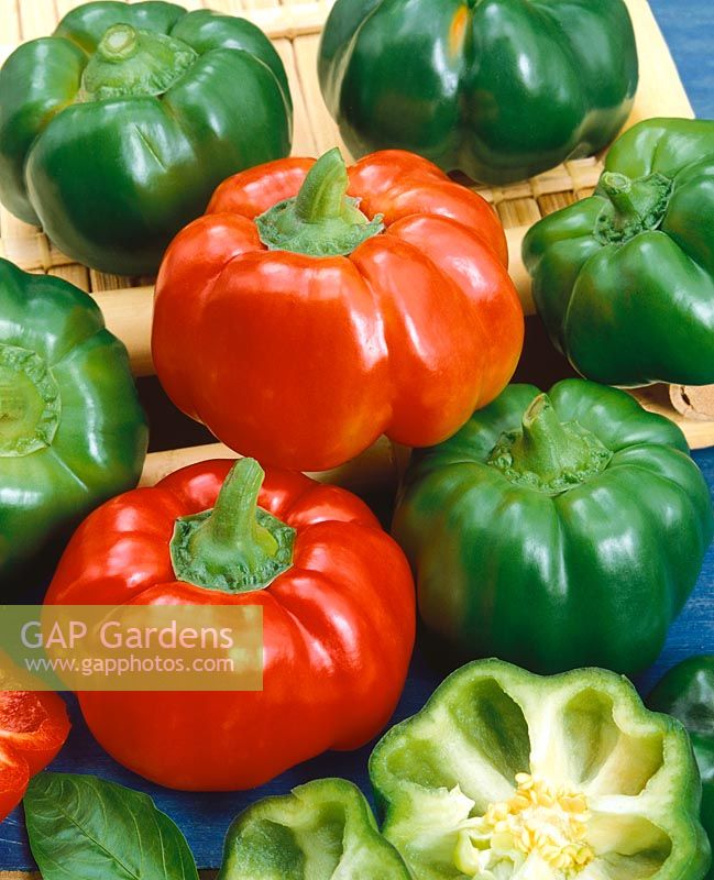 Paprika - Capsicum annuum Grossum-Grp. tomatenfrüchtig