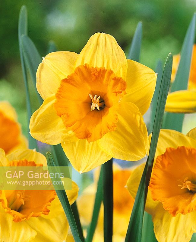 Narcissus - Large Cupped Ipi Tombi