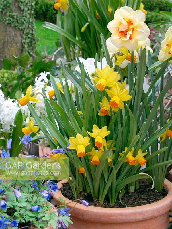 Narcissus mixed in pot
