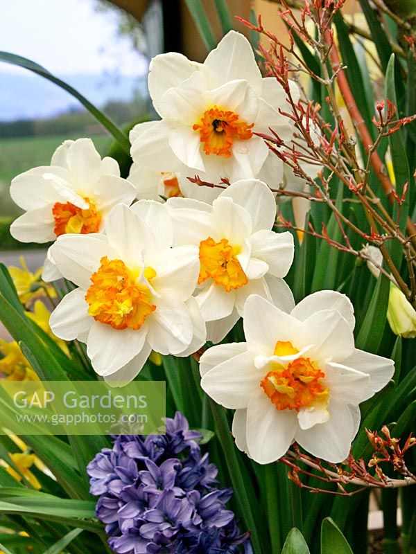Spring impressions with Narcissus Double