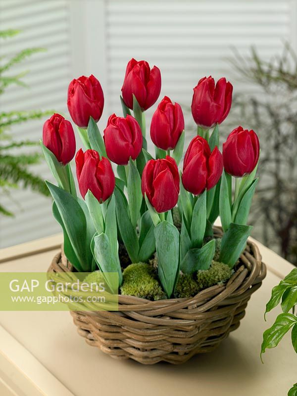 Tulipa Triumph Movie Star in basket