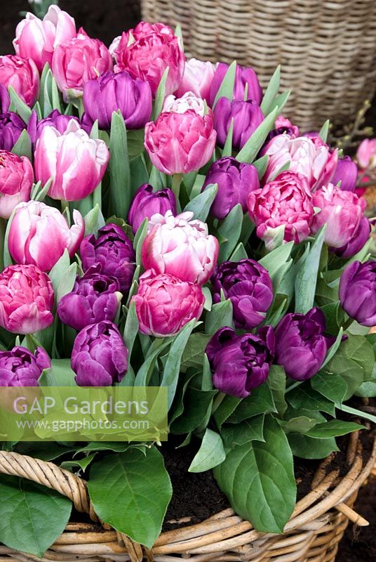 Tulipa Double Early Pink Price - Melrose - Blue Diamond in basket