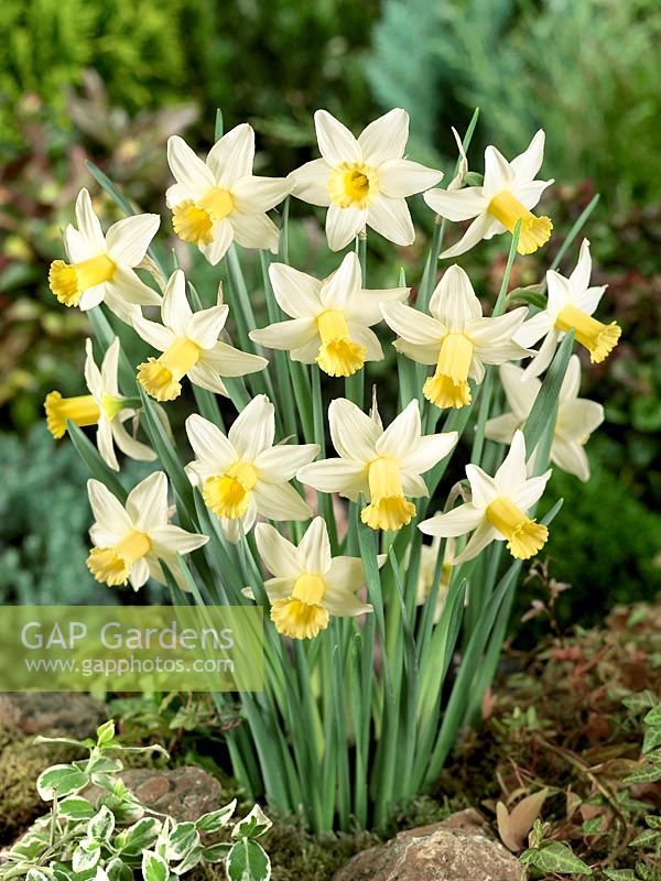 Narcissus Large Cupped Toby