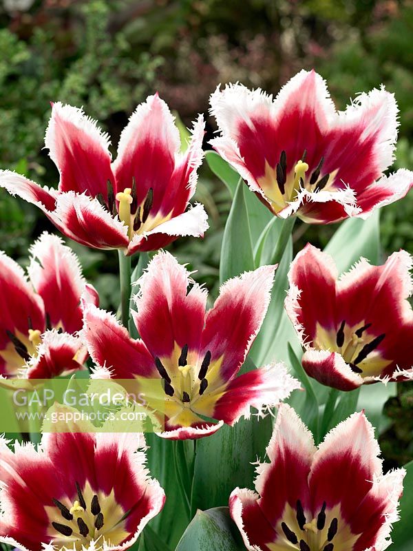 Tulipa Crispa Crispy Vivi