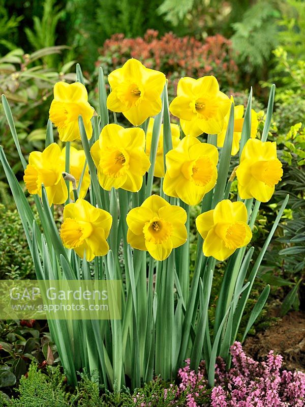Narcissus Large Cupped Great Expectations