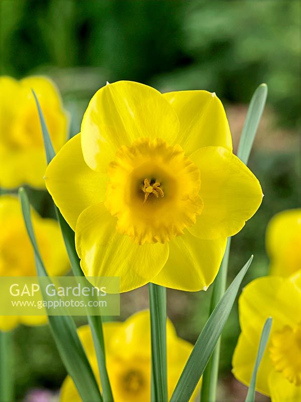 Narcissus Large Cupped Great Expectations