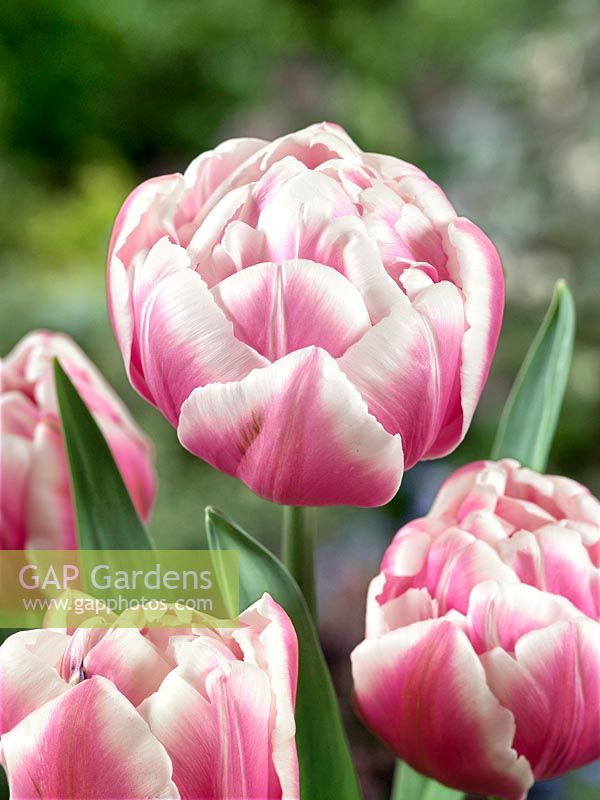 Tulipa Double Early Melrose