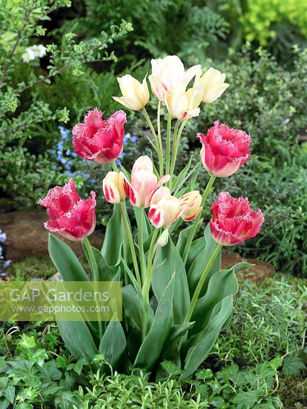 Tulipa Pink Blend - Candy Club and Fancy Frills