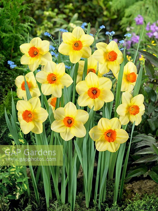 Narcissus Large Cupped Piper Major