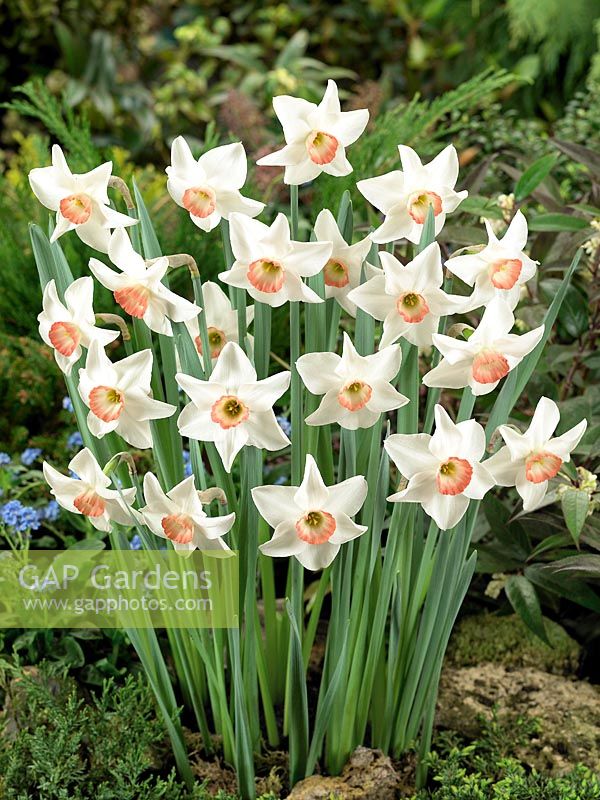 Narcissus cyclamineus Elisabeth Ann