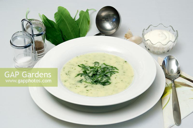 Wooden garlic soup,  Allium ursinum