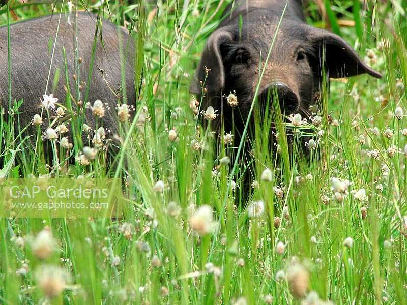 Pot-bellied pig in the flower meadow