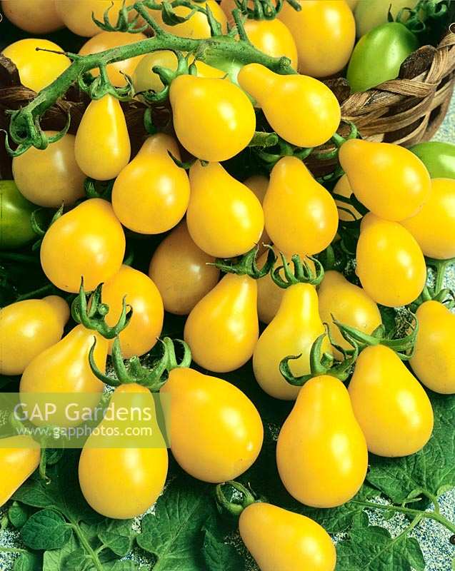 Solanum lycopersicum Yellow Pear