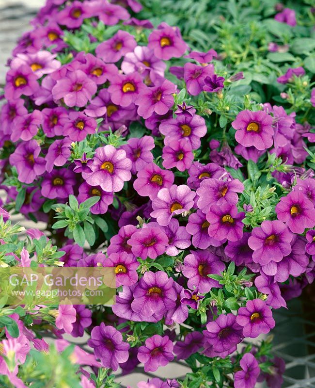 Calibrachoa Callie ® Purple