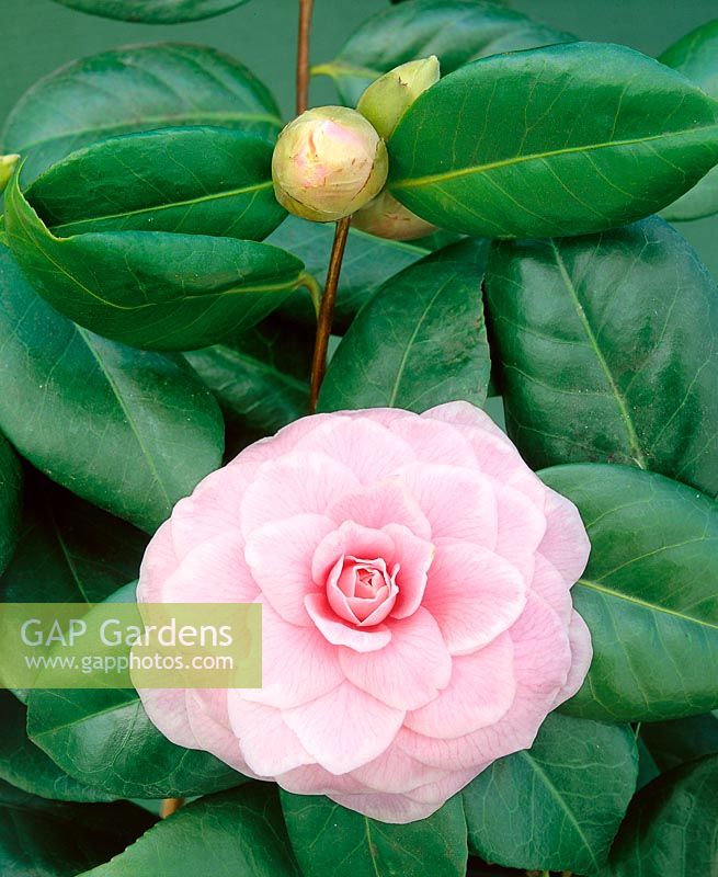 Camellia japonica Souvenir de Bahuaud-Litou