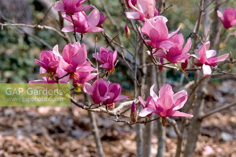 Magnolia x soulangeana Alexandrina