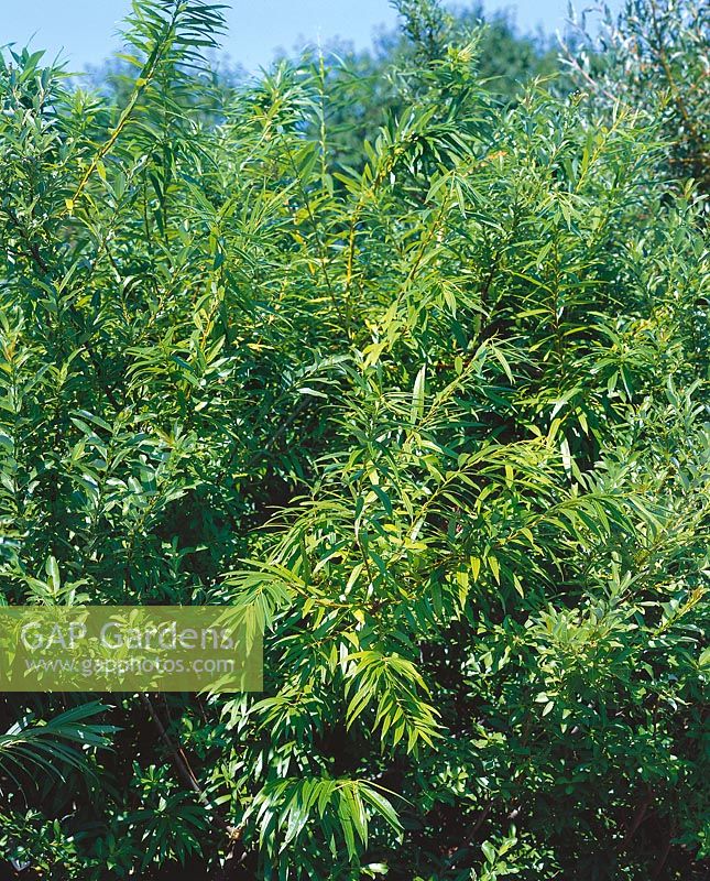 Salix udensis Sekka