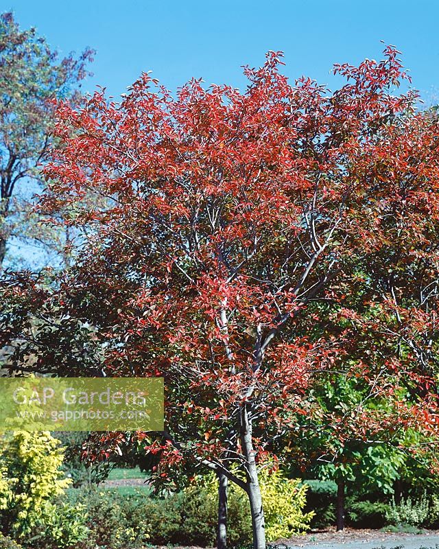 Amelanchier x grandiflora Autumn Brillance