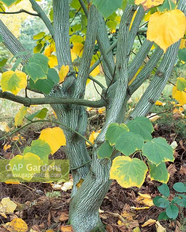 Acer tegmentosum in autumn