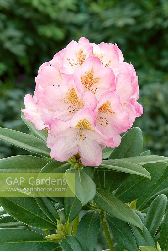 Rhododendron Brigitte