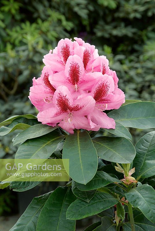 Rhododendron Furnivall's Daugther
